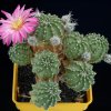 Echinocereus_pulchellus_1